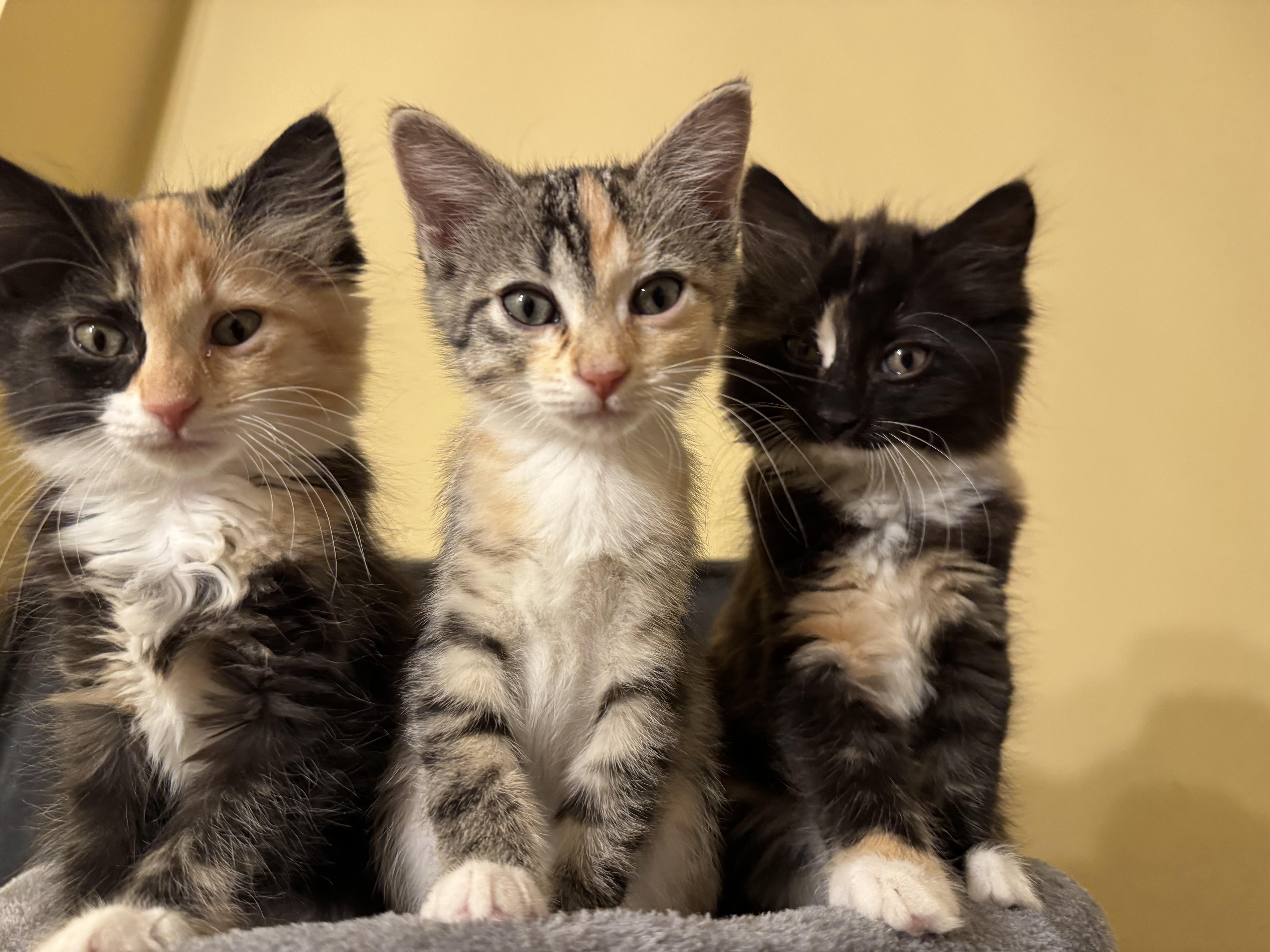Enlarge Honey, an adopted Domestic Long Hair in Wilmington, NC image 4/4