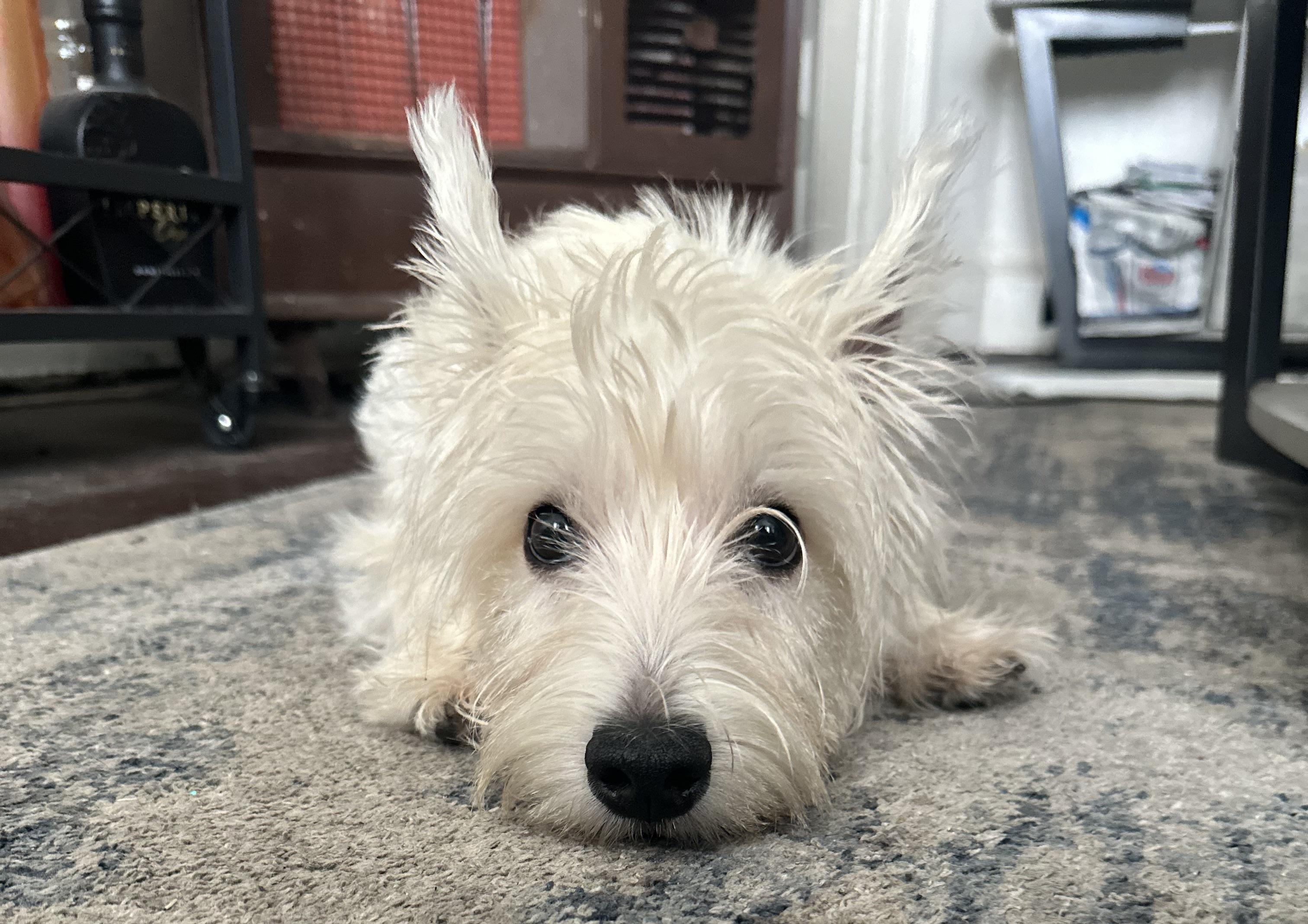 Toby (super friendly), an adopted West Highland White Terrier / Westie in New Milford, CT image 4/5
