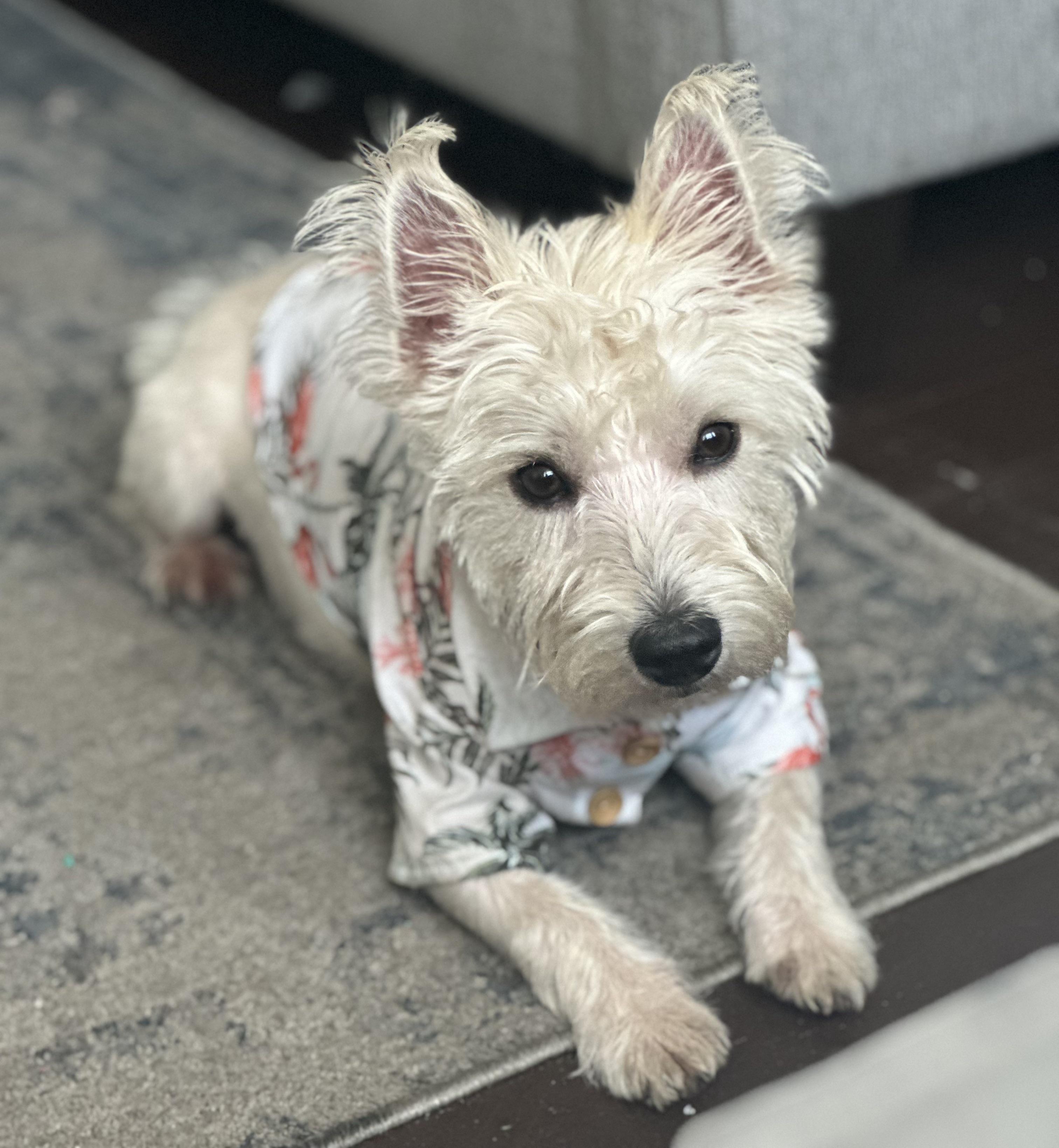 Toby (super friendly), an adopted West Highland White Terrier / Westie in New Milford, CT image 5/5