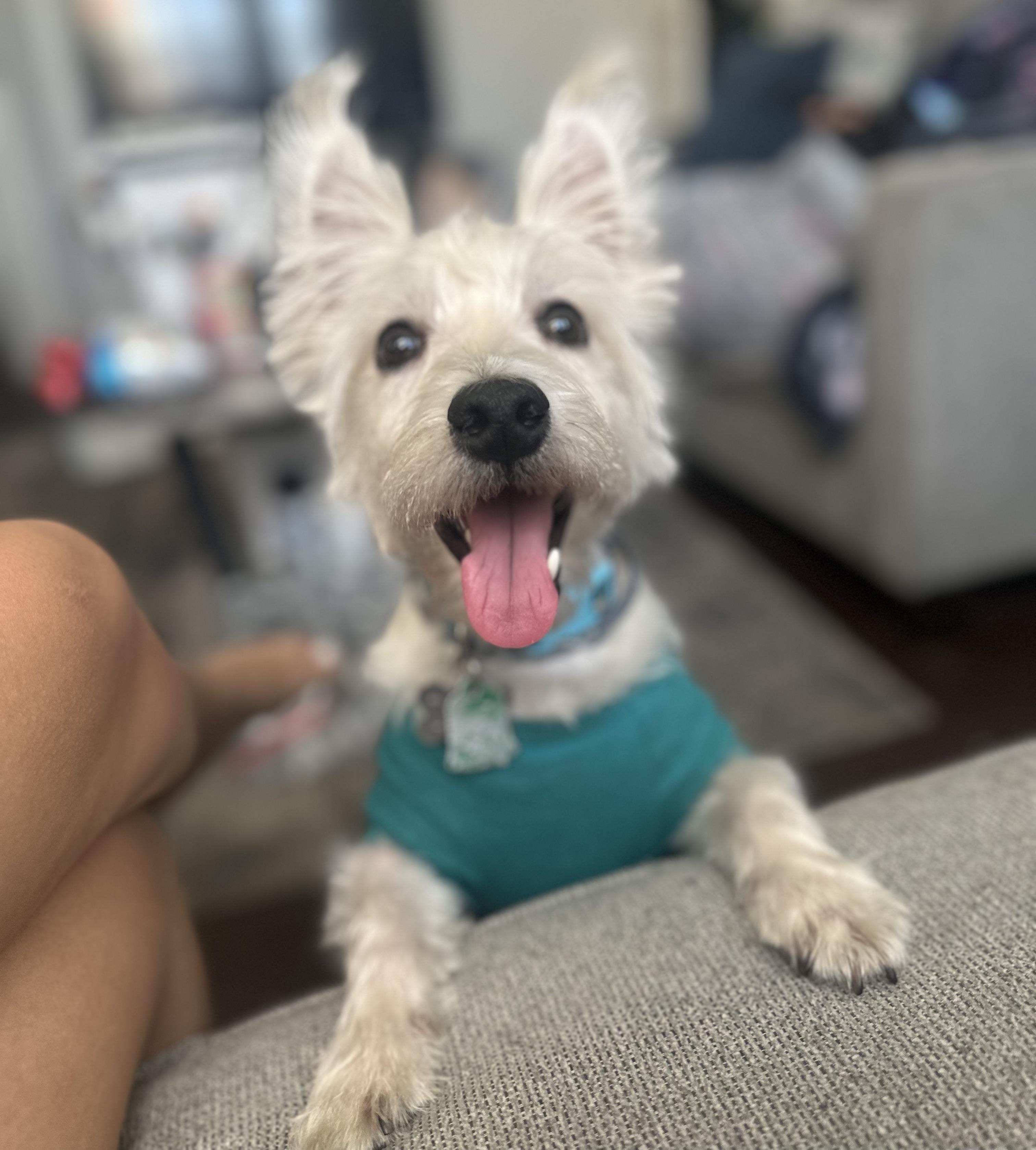 Toby (super friendly), an adopted West Highland White Terrier / Westie in New Milford, CT image 2/5