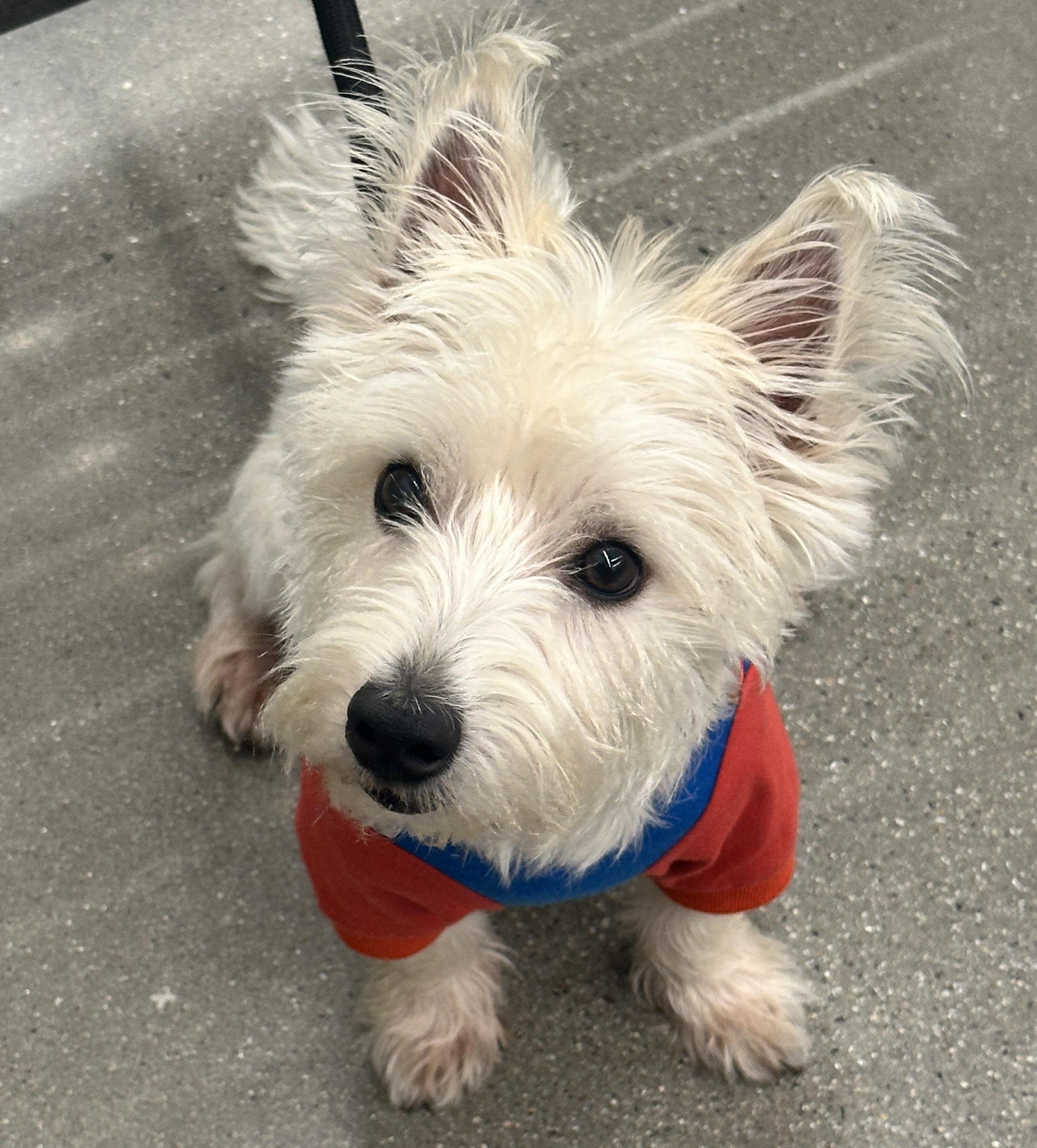 Toby (super friendly), adopted, Adult Male West Highland White Terrier / Westie.