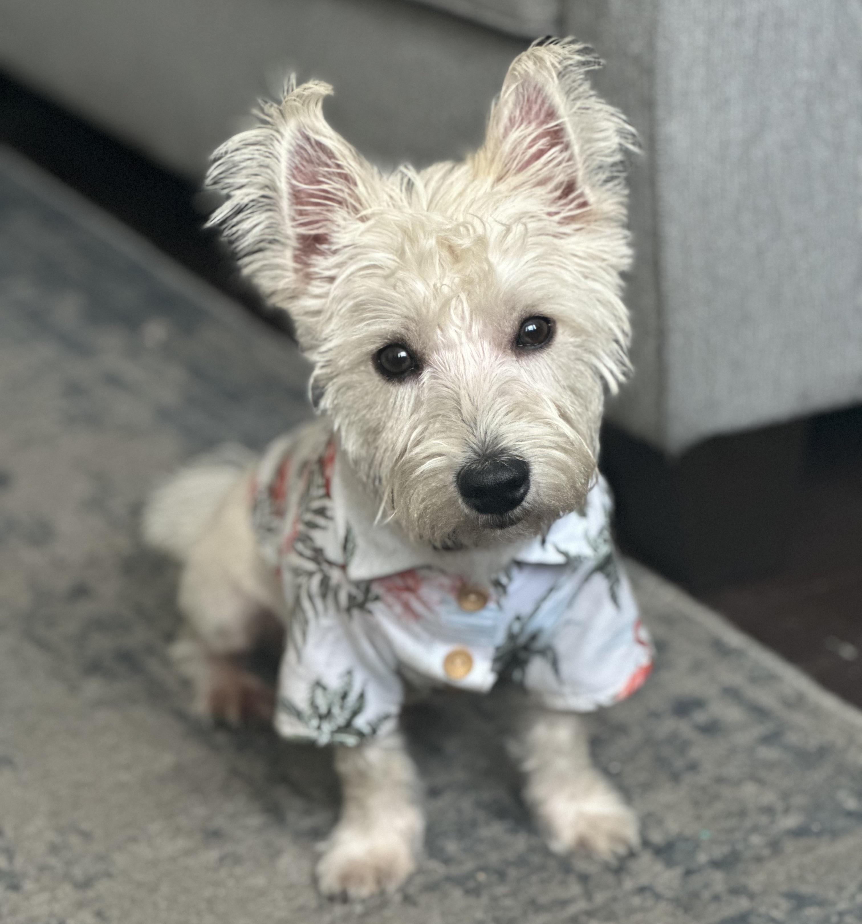 Toby (super friendly), an adopted West Highland White Terrier / Westie in New Milford, CT image 3/5