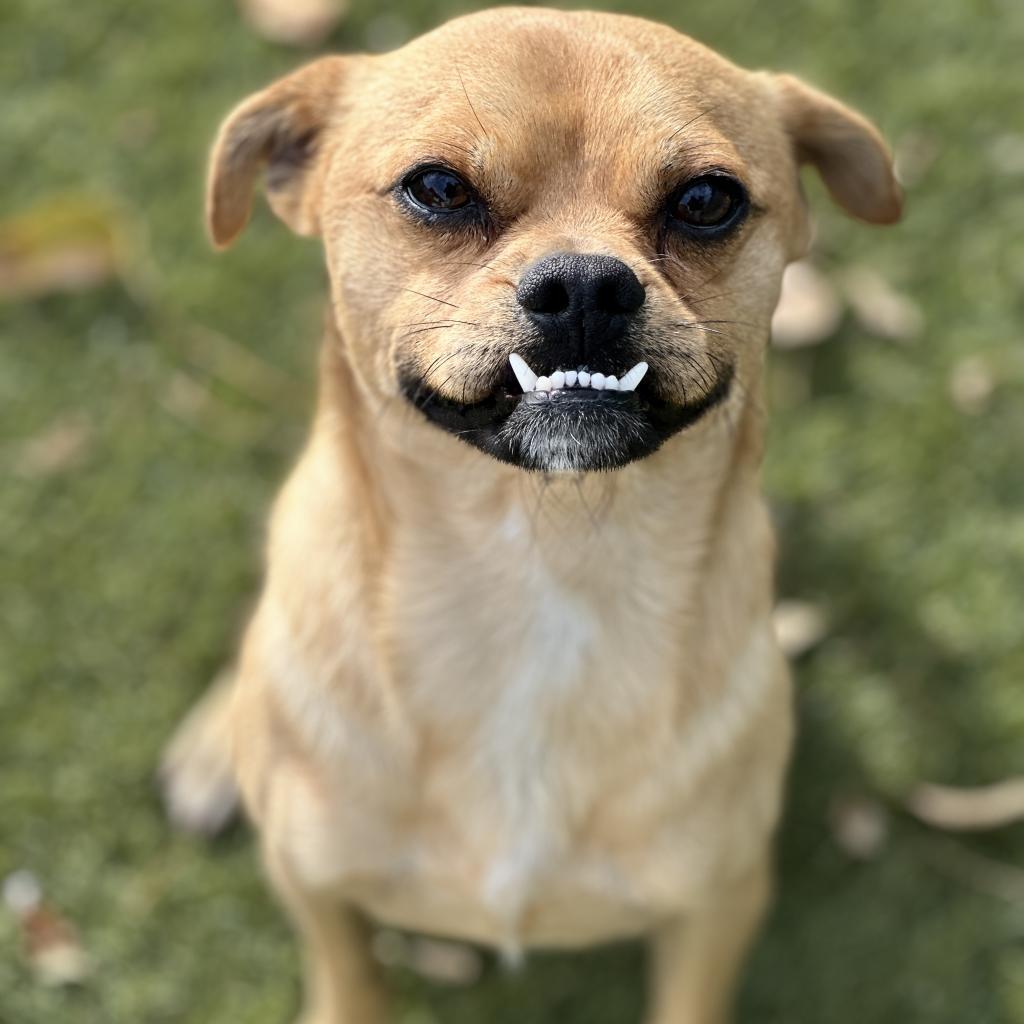 Basil, Adoptable, Adult Male Pug.