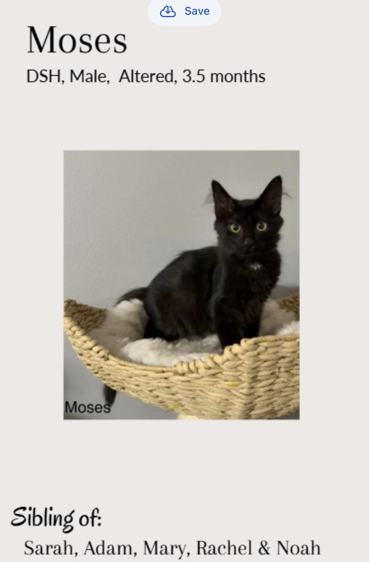 Moses, ADOPTABLE, Kitten Male Maine Coon & Domestic Medium Hair.