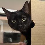 Carbon, ADOPTABLE, Adult Female Domestic Short Hair.