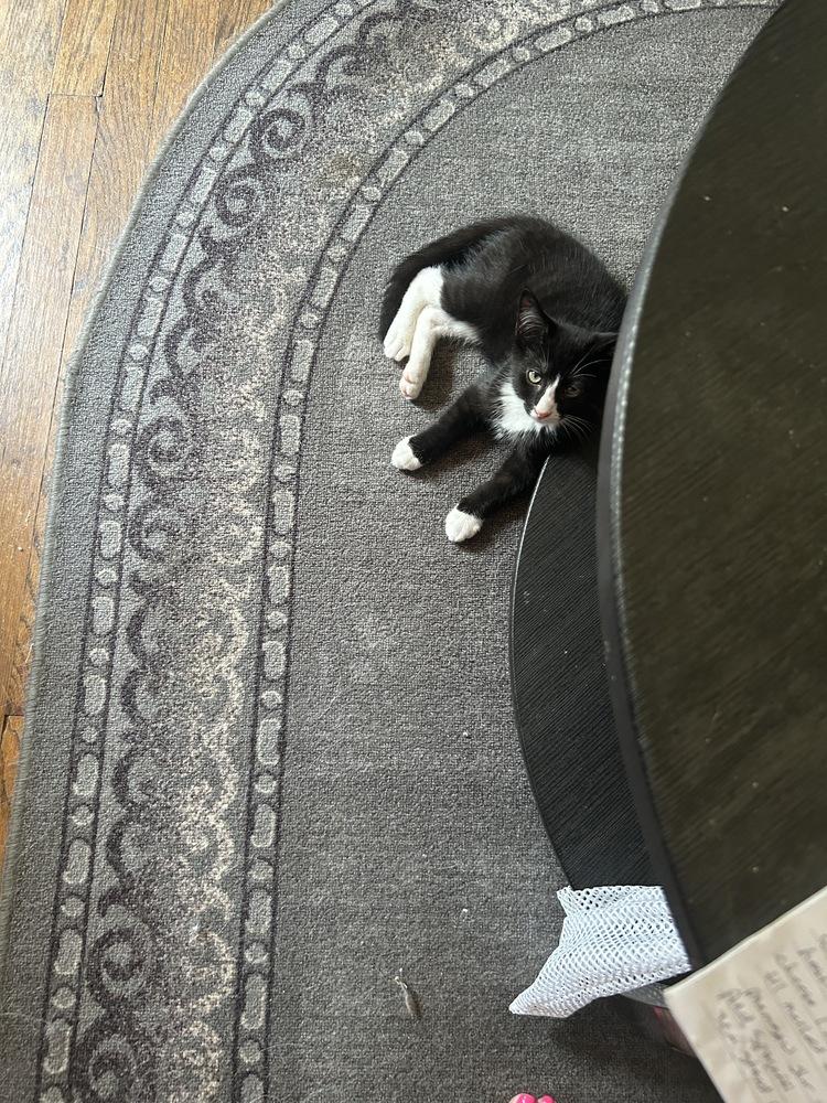 Mickey, Adoptable, Kitten Male Domestic Short Hair & American Shorthair.