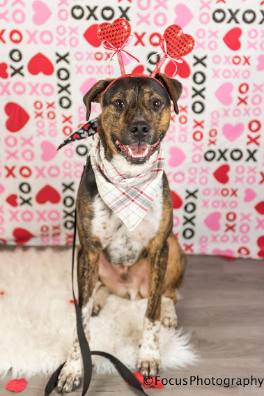 Turner, a Adoptable mixed breed image 2/12
