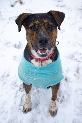 Turner, a Adoptable mixed breed image 4/12