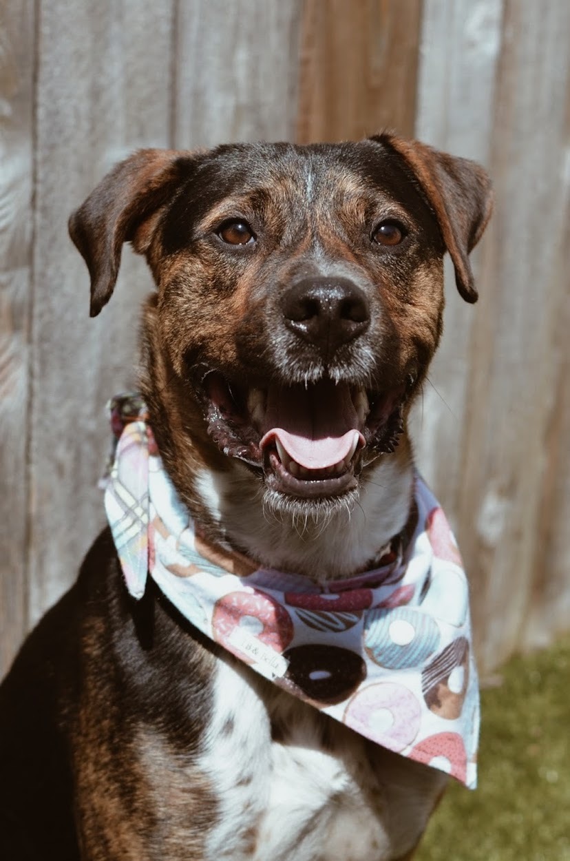 Turner, a Adoptable mixed breed image 5/12