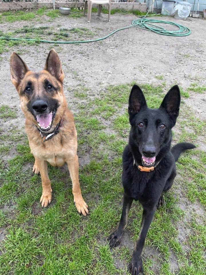 Nova, a Adoptable German Shepherd Dog in Darlington, MD image 1/4