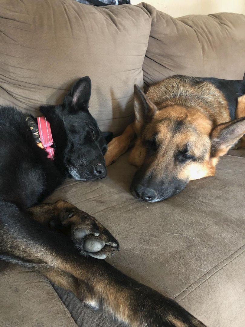 Nova, a Adoptable German Shepherd Dog in Darlington, MD image 2/4