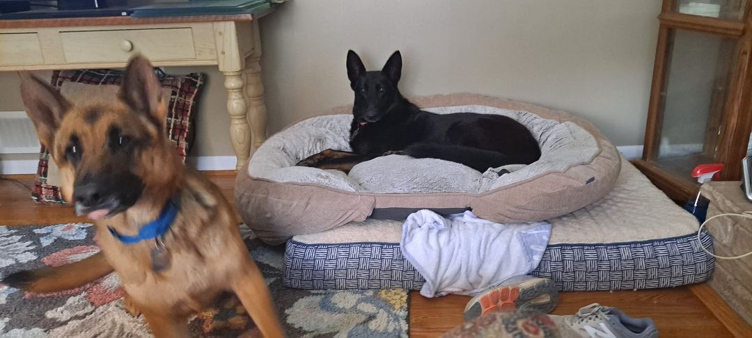 Nova, a Adoptable German Shepherd Dog in Darlington, MD image 3/4