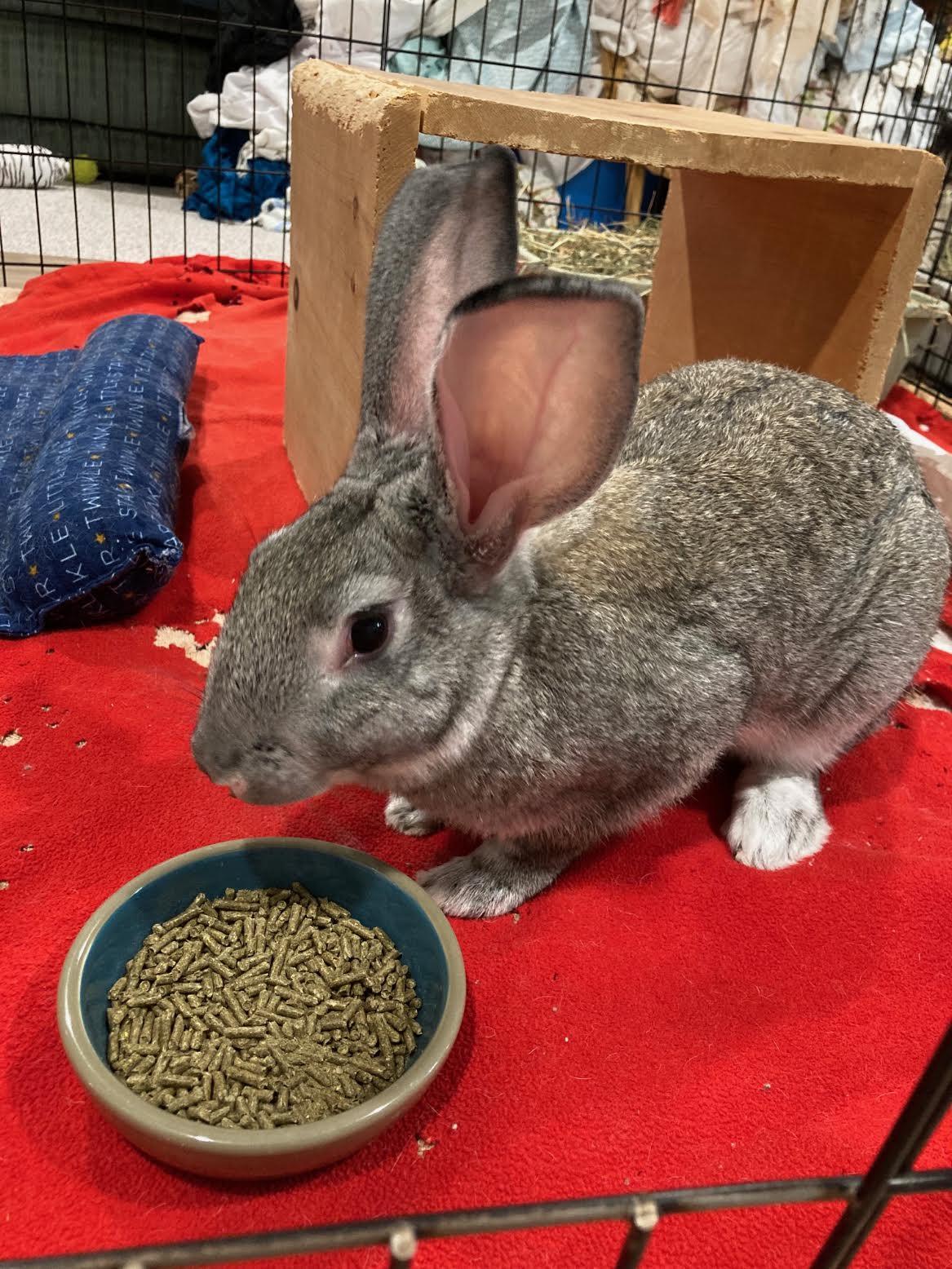 Peanut, a Adoptable mixed breed in Grand Rapids, MI image 3/3