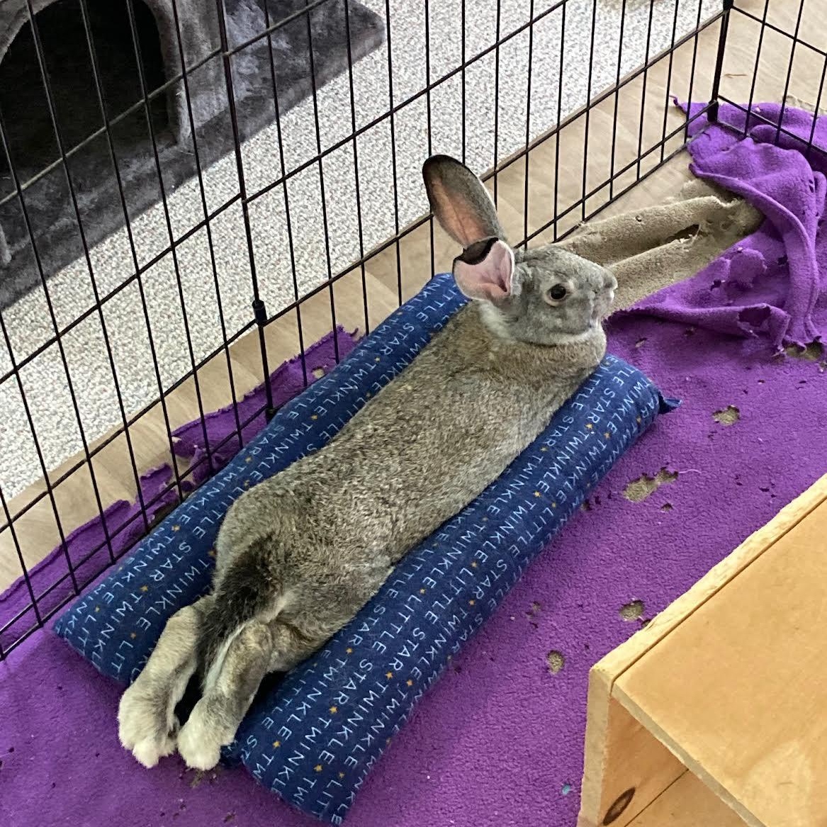 Peanut, a Adoptable mixed breed in Grand Rapids, MI image 1/3