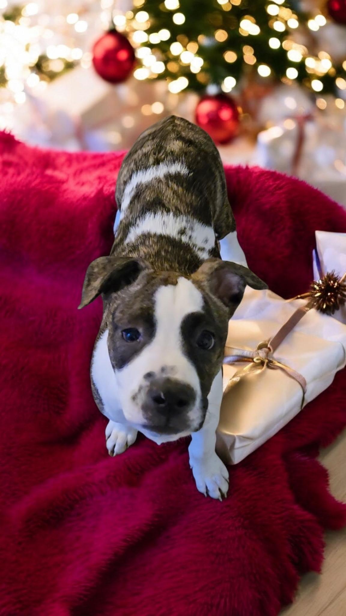 Loki! Happy Baby! thumbnail 2