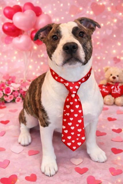 Loki! Happy baby!, adoptable, Puppy Male American Bulldog & Boxer.