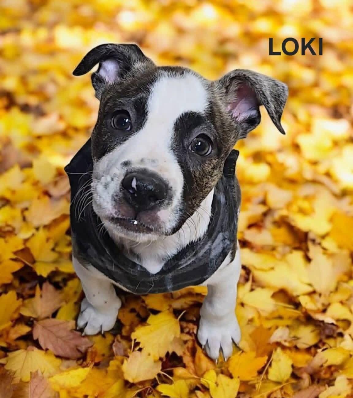 Loki! Happy Baby! thumbnail 3