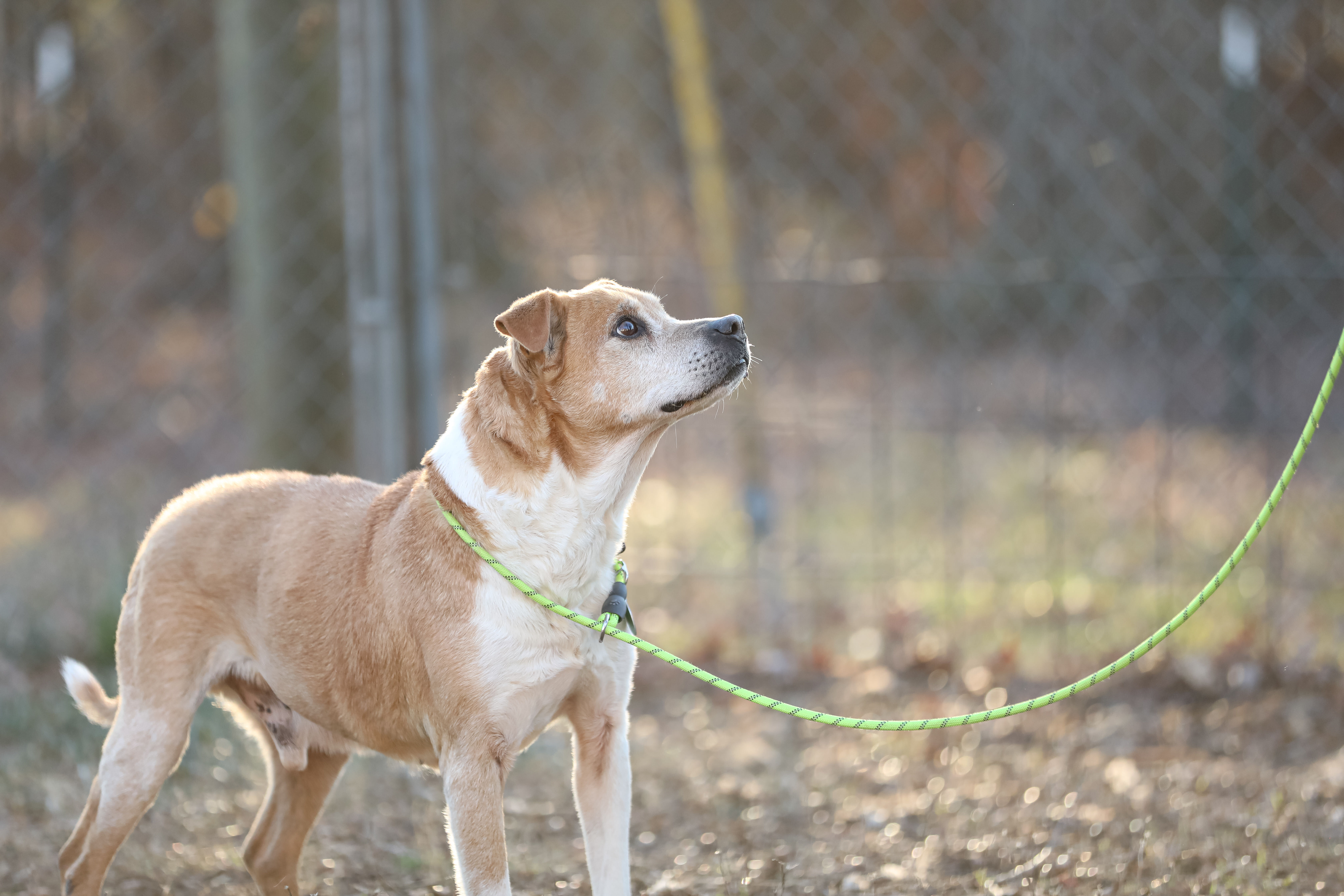 Enlarge Doug, a Adoptable mixed breed in Colbert, GA image 7/11