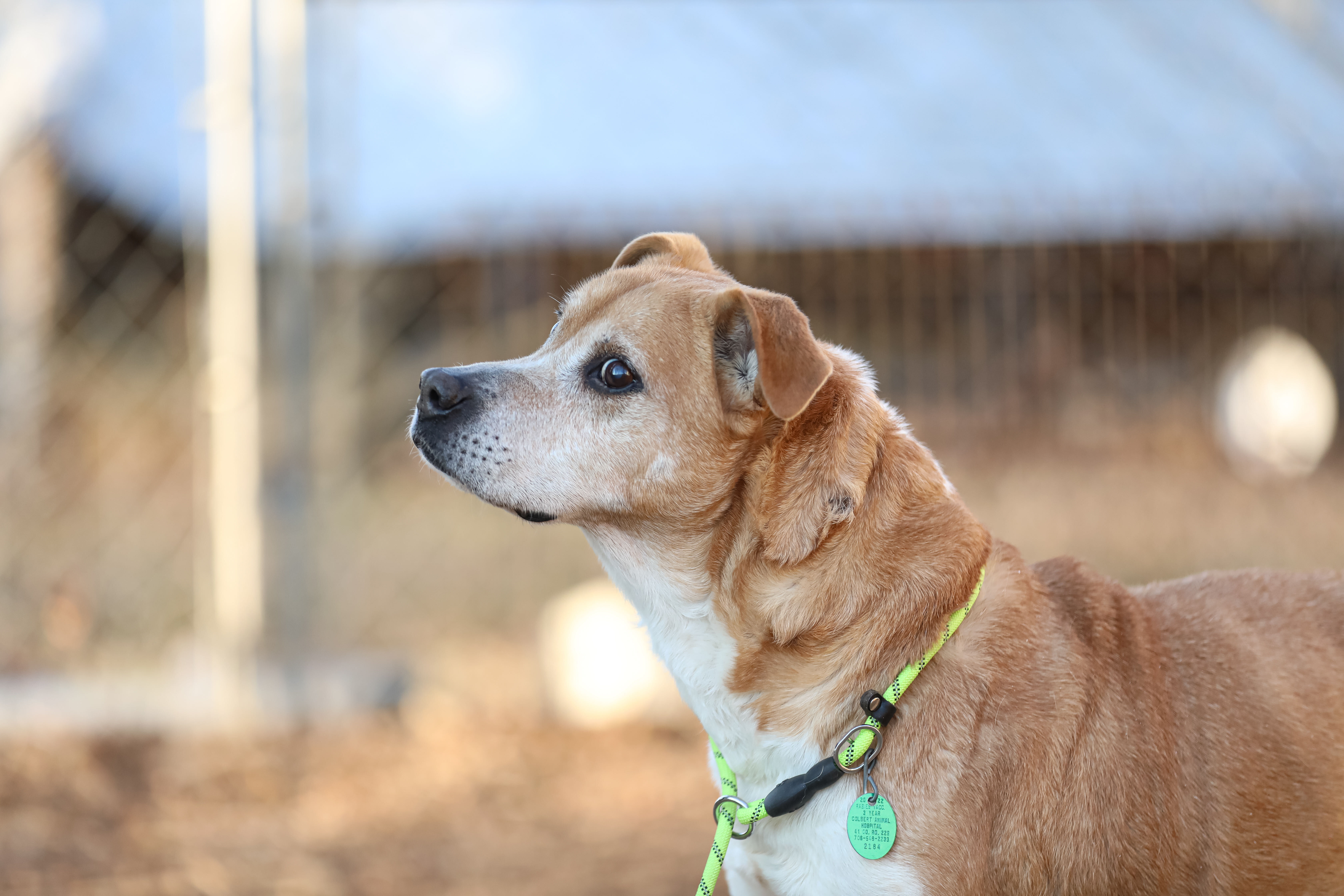 Enlarge Doug, a Adoptable mixed breed in Colbert, GA image 8/11