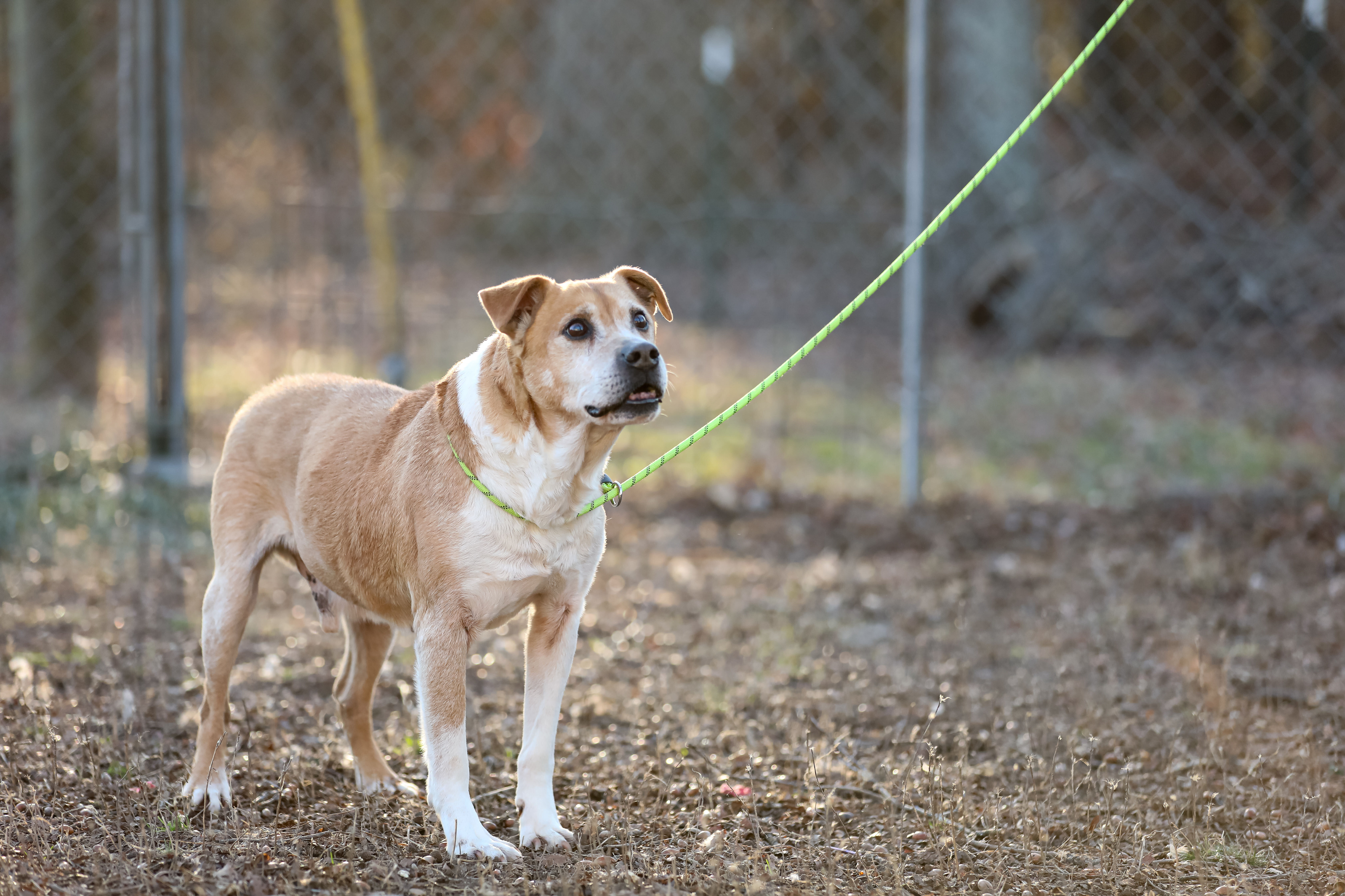 Enlarge Doug, a Adoptable mixed breed in Colbert, GA image 9/11