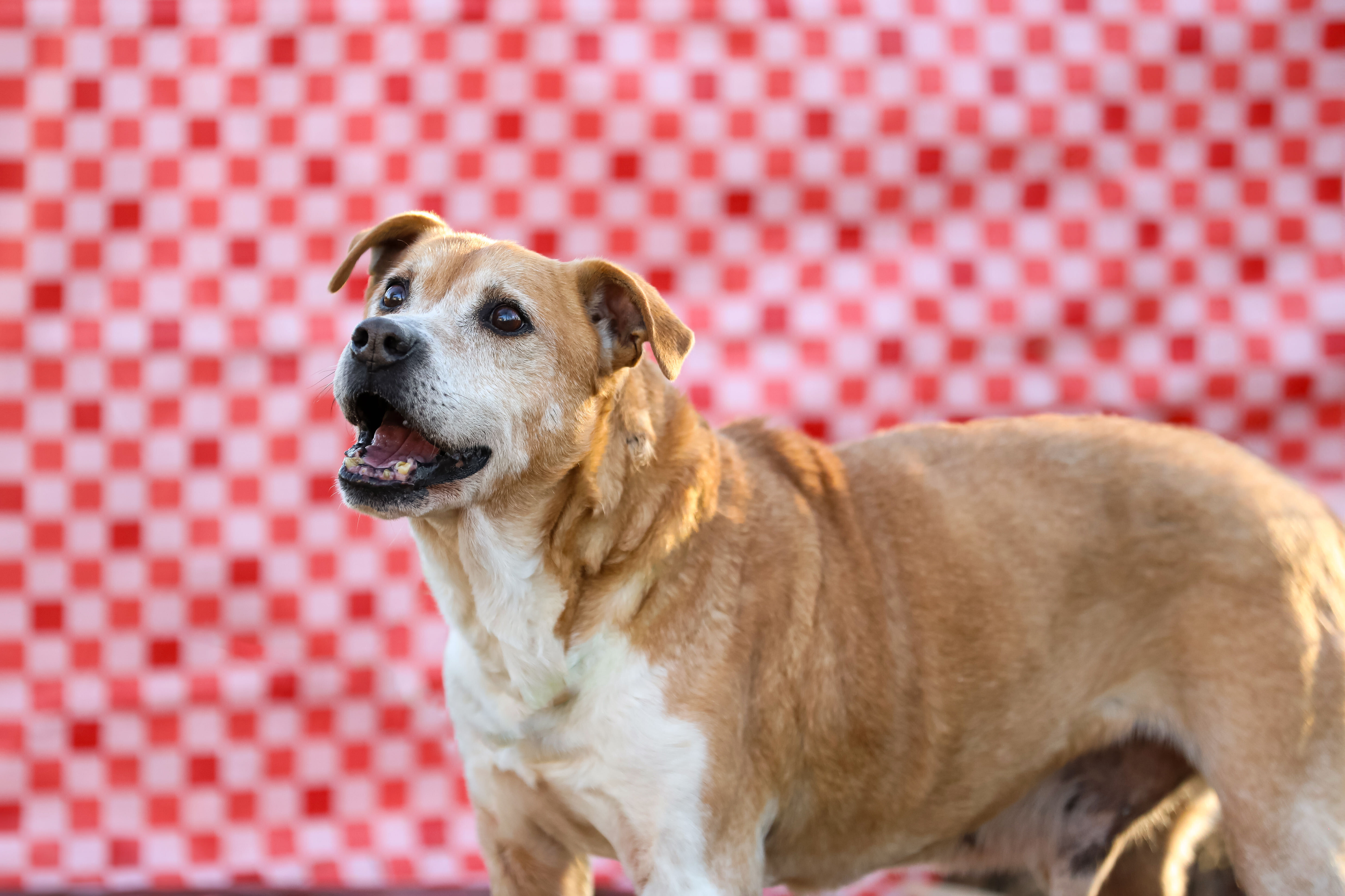 Enlarge Doug, a Adoptable mixed breed in Colbert, GA image 1/11