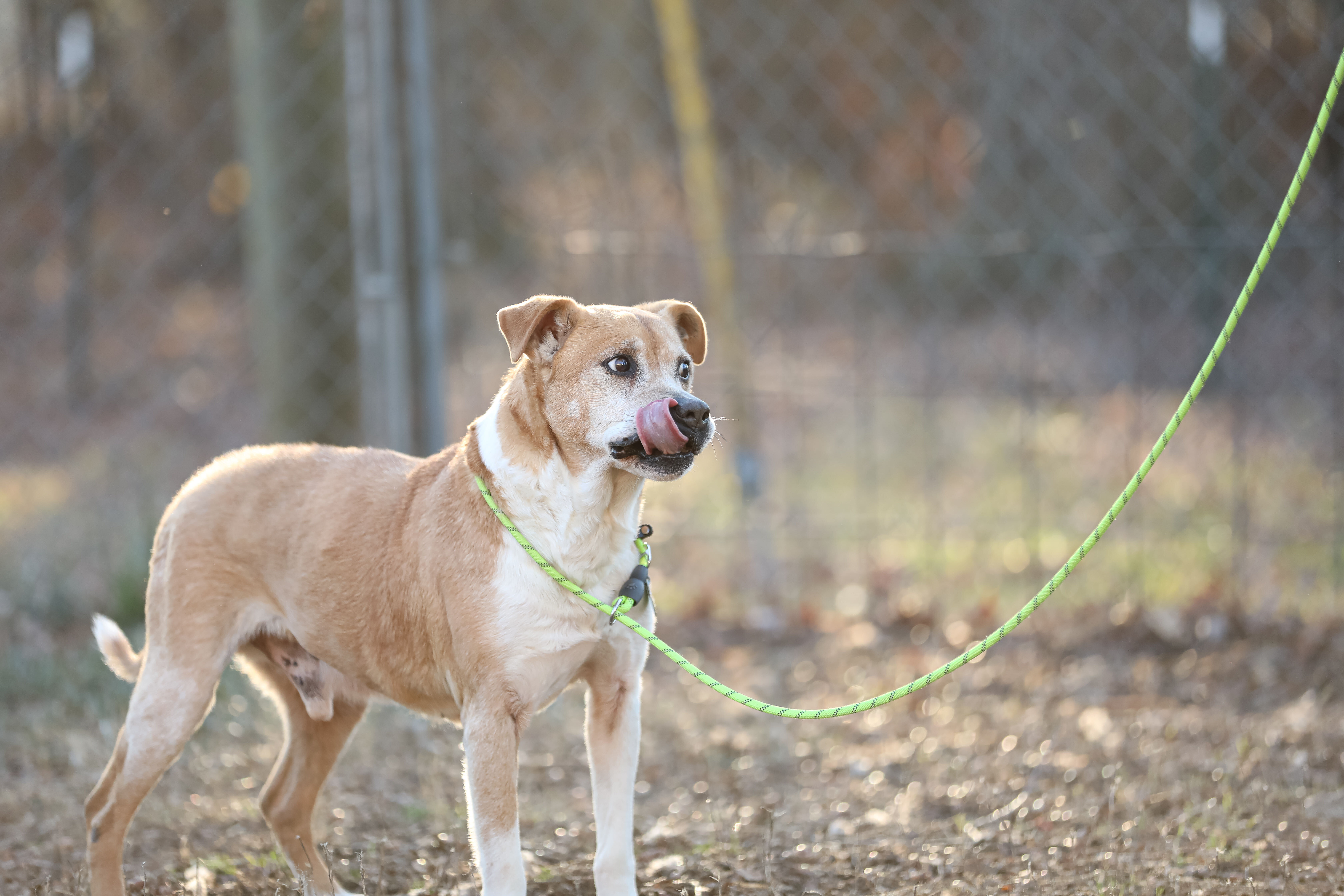 Enlarge Doug, a Adoptable mixed breed in Colbert, GA image 11/11