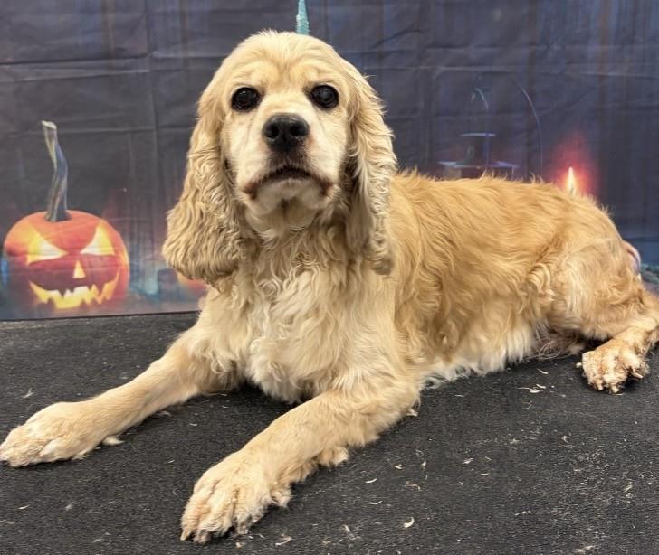 Felicity, Adoptable, Adult Female Cocker Spaniel.