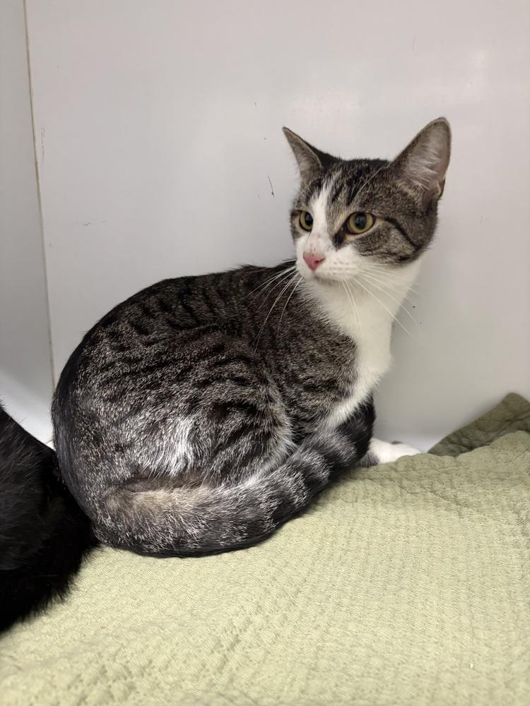 Cooper, Adoptable, Adult Male Domestic Short Hair.