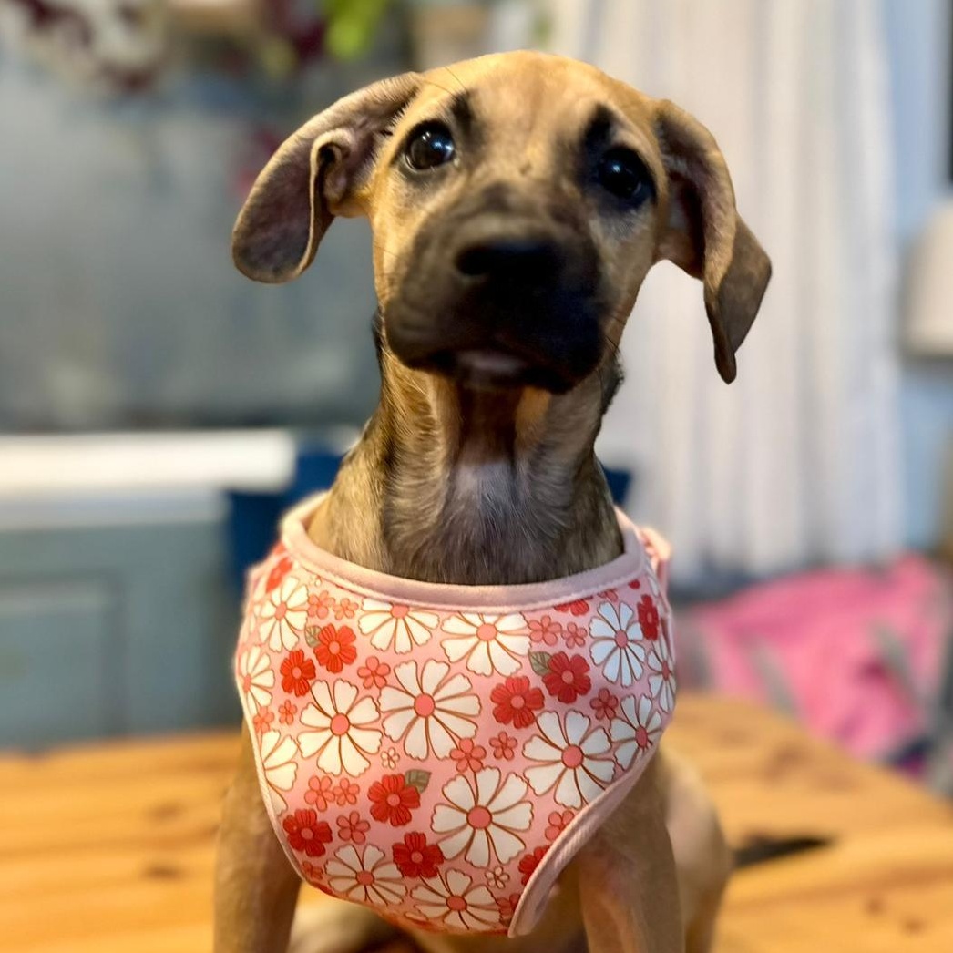 Enlarge Blossom, a ADOPTABLE mixed breed in Annapolis, MD image 2/5