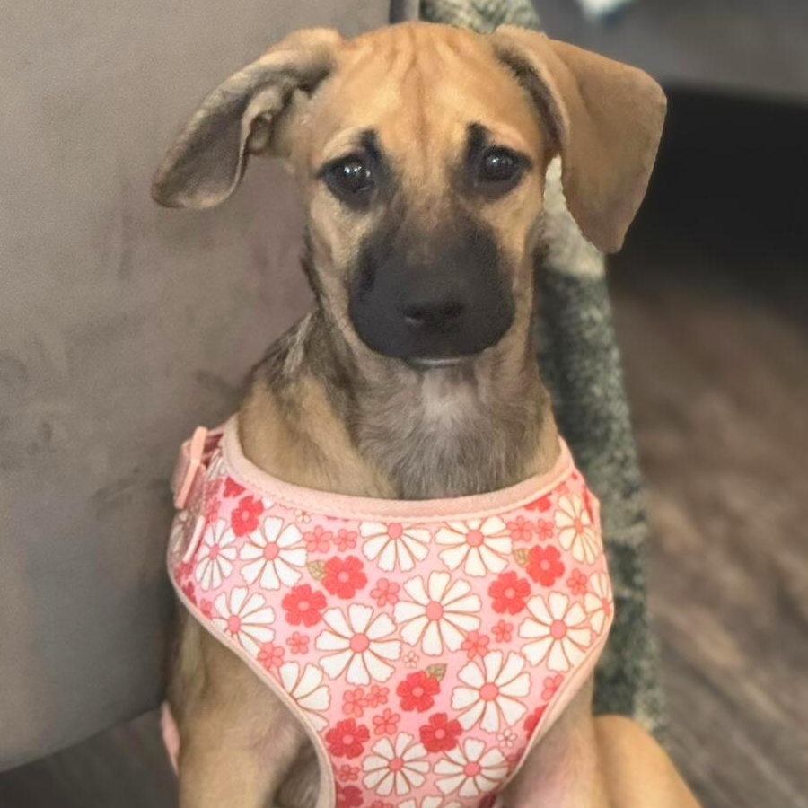 Blossom, ADOPTABLE, Puppy Female Shepherd.