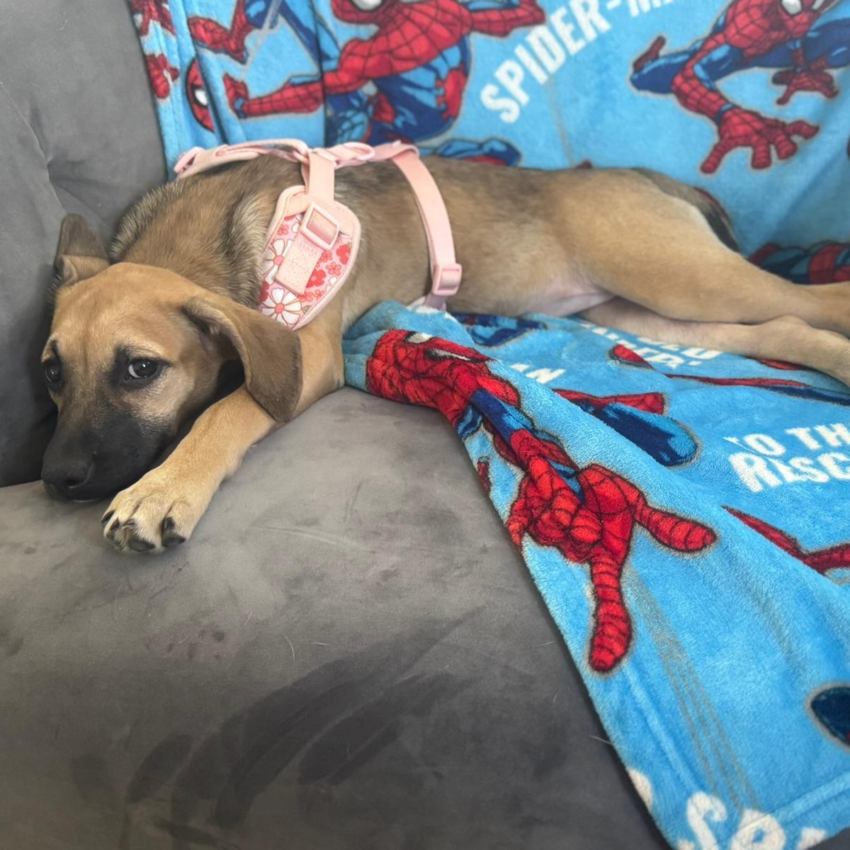 Enlarge Blossom, a ADOPTABLE mixed breed in Annapolis, MD image 4/5