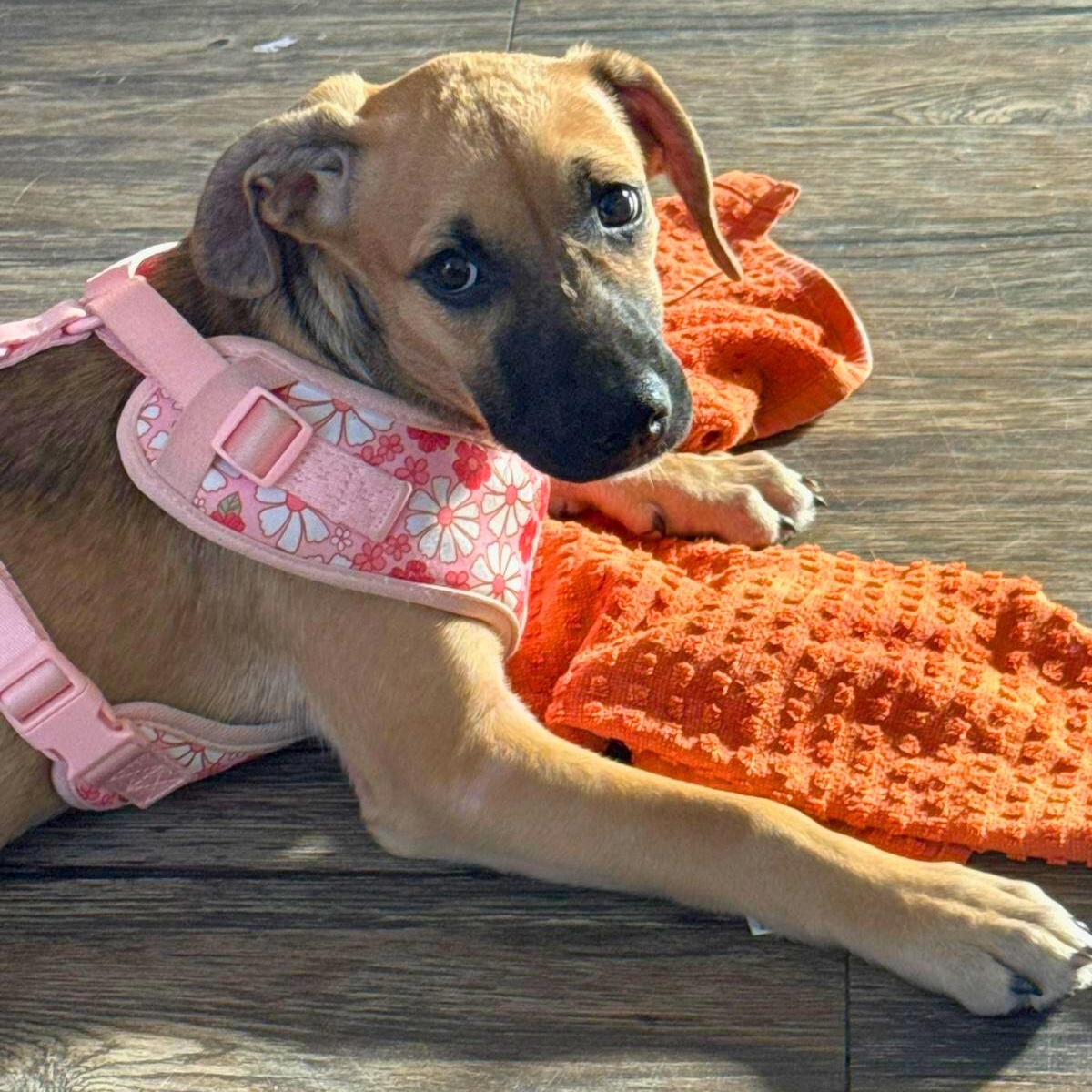 Enlarge Blossom, a ADOPTABLE mixed breed in Annapolis, MD image 3/5
