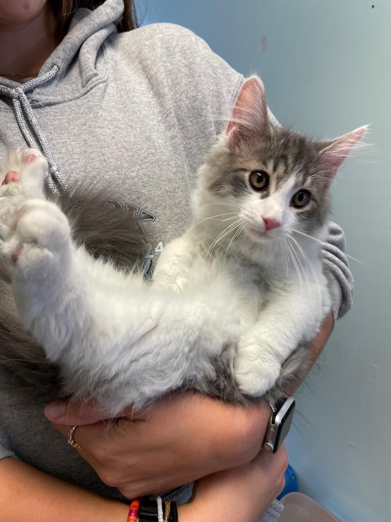 Macintosh, Adopted, Young Male Domestic Short Hair.