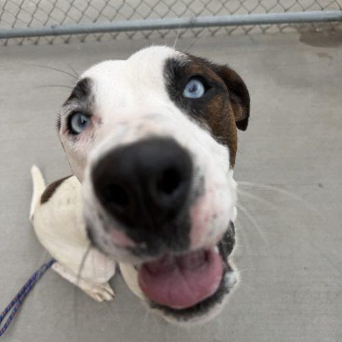 Blick, Adoptable, Young Male Pit Bull Terrier & Great Dane.