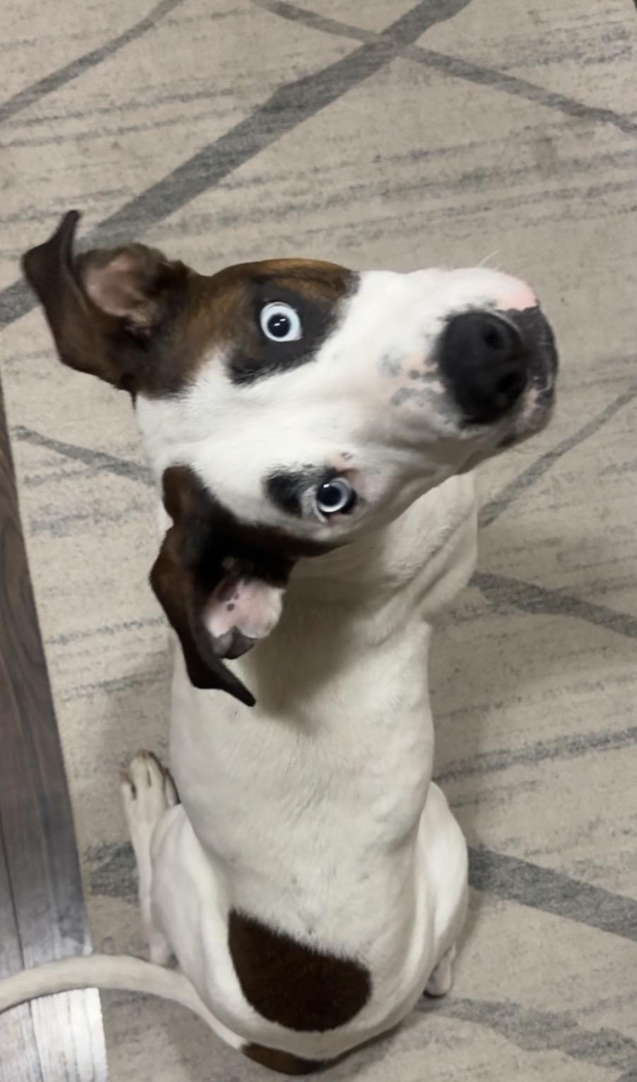 Enlarge Blick, a Adoptable mixed breed in Grand Junction, CO image 2/5