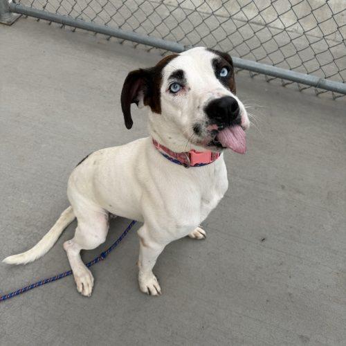 Enlarge Blick, a Adoptable mixed breed in Grand Junction, CO image 2/4