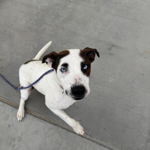 Enlarge Blick, a Adoptable mixed breed in Grand Junction, CO image 3/4