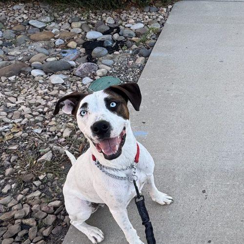 Enlarge Blick, a Adoptable mixed breed in Grand Junction, CO image 5/5