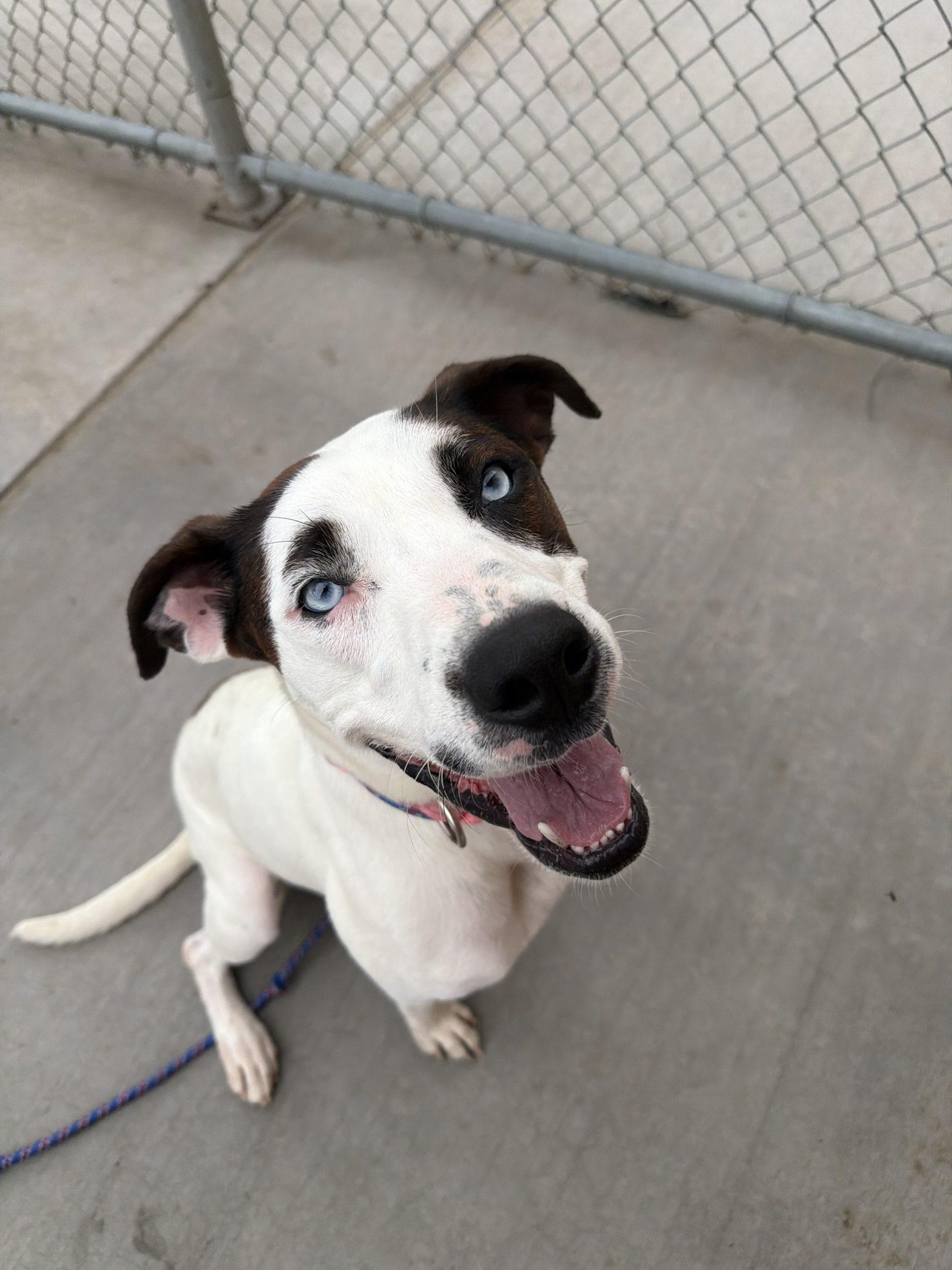 Enlarge Blick, a Adoptable mixed breed in Grand Junction, CO image 4/4