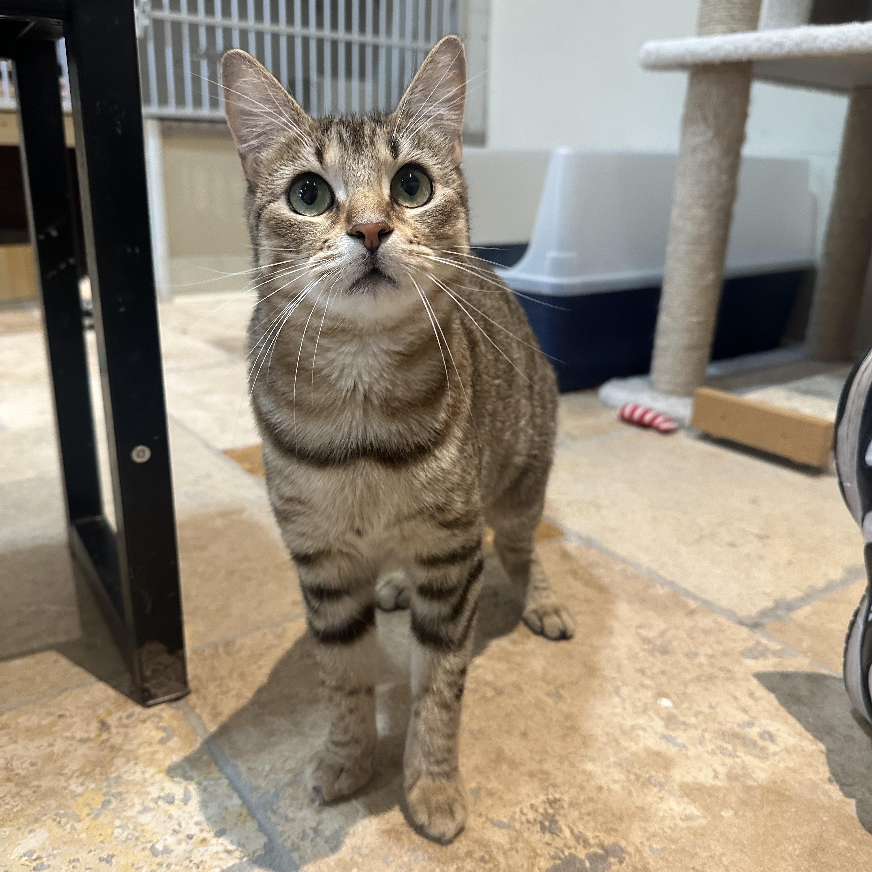 Stella, a ADOPTABLE Domestic Short Hair in East Brunswick, NJ image 1/5