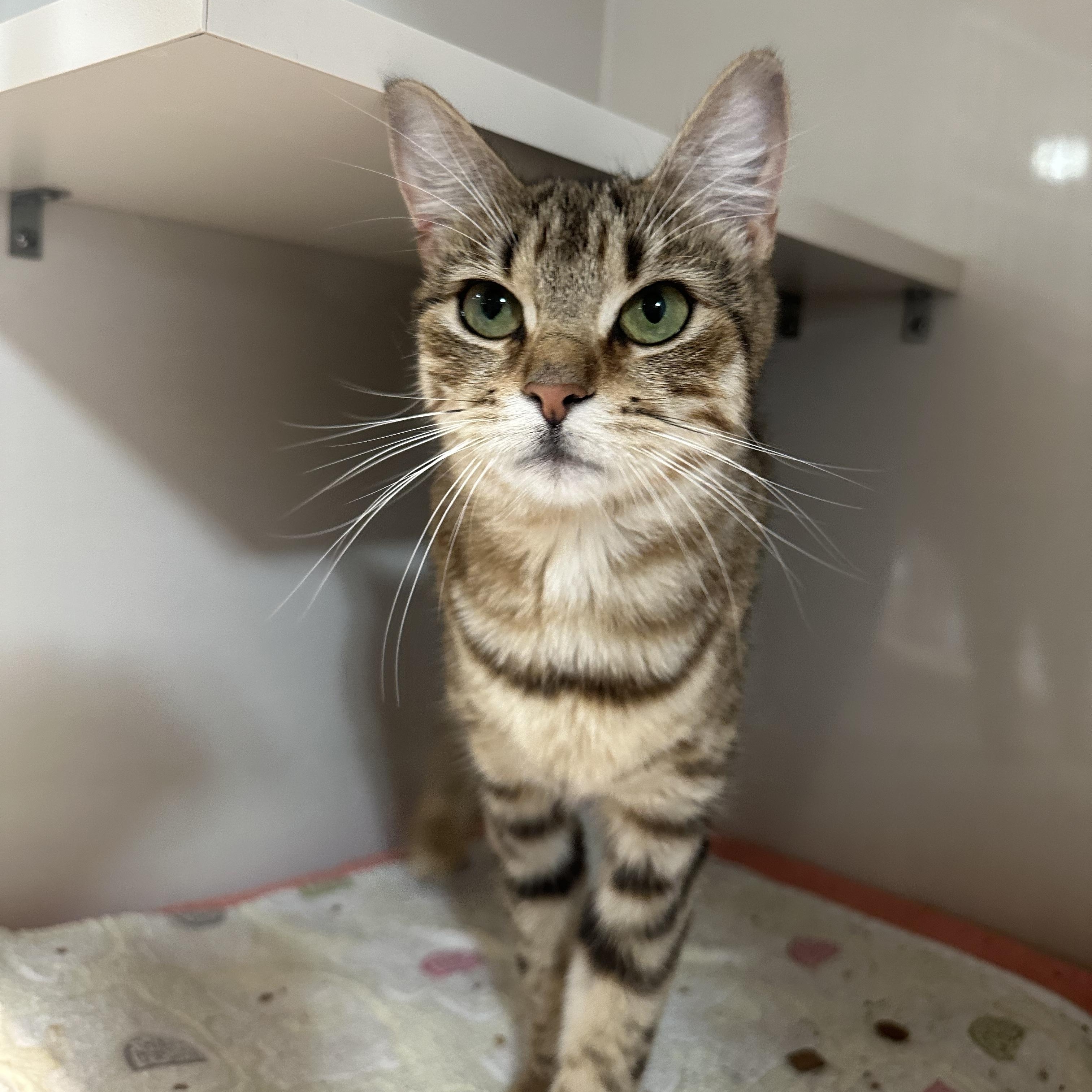 Stella, ADOPTABLE, Young Female Domestic Short Hair.