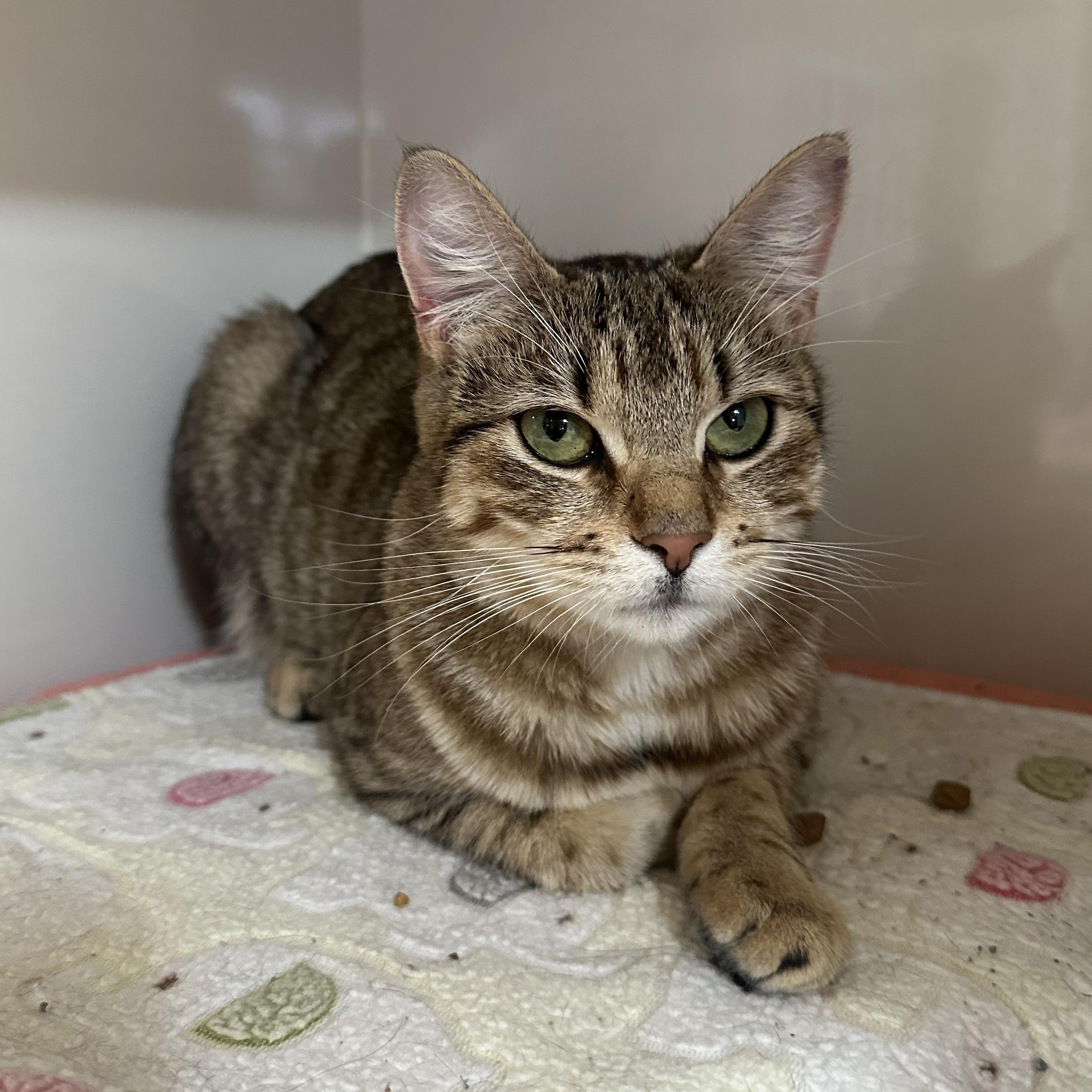 Enlarge Stella, a ADOPTABLE Domestic Short Hair in East Brunswick, NJ image 2/4