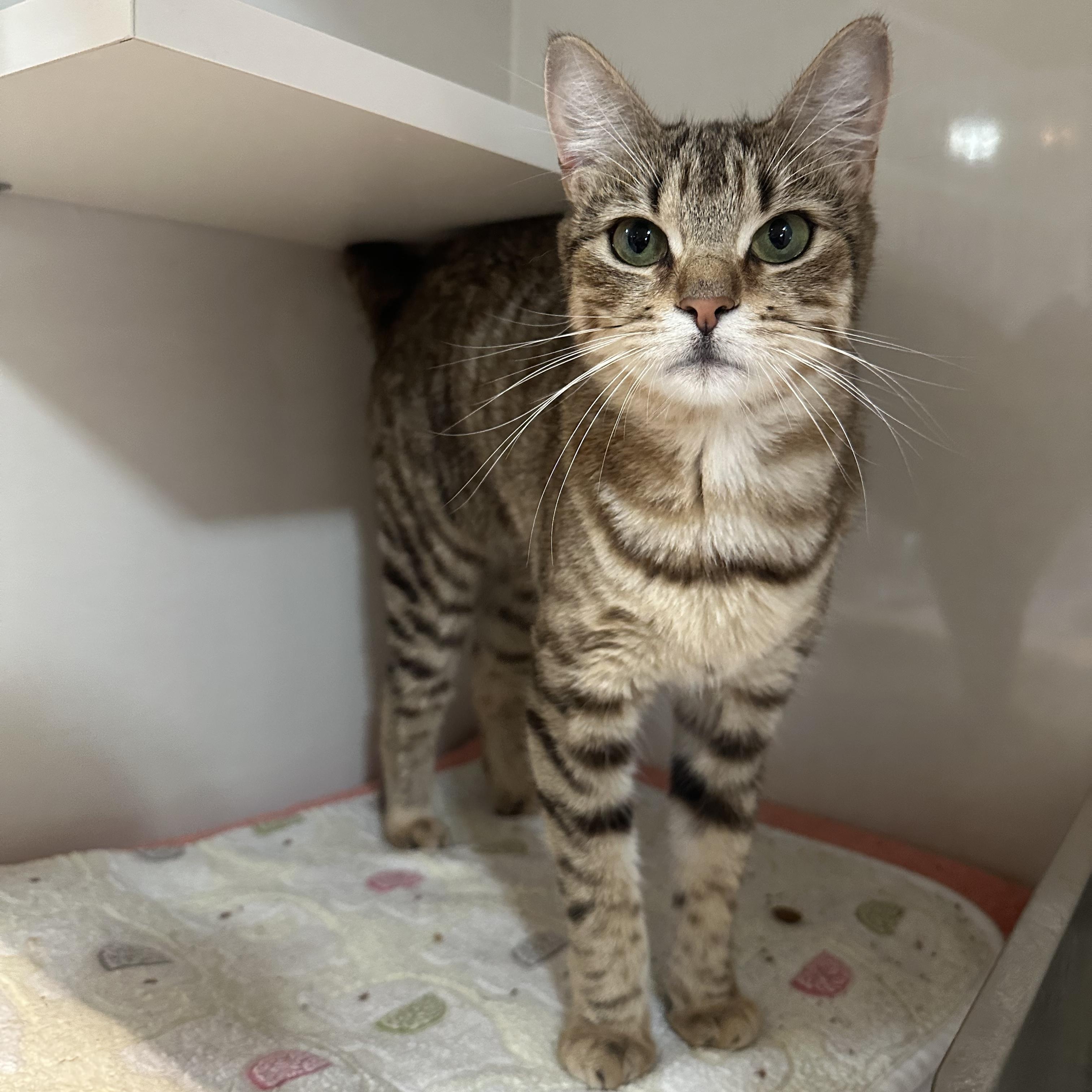 Enlarge Stella, a ADOPTABLE Domestic Short Hair in East Brunswick, NJ image 4/4