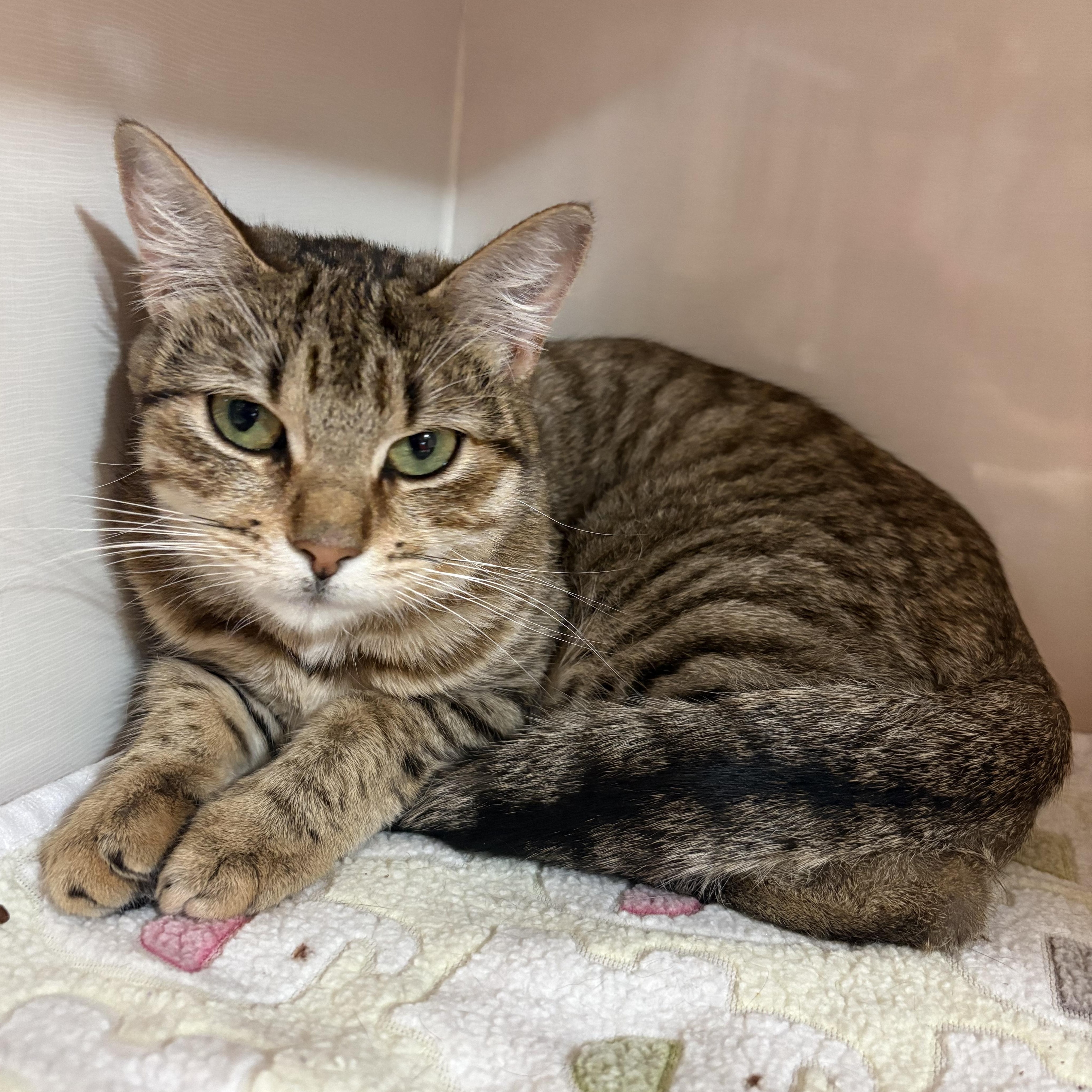 Enlarge Stella, a ADOPTABLE Domestic Short Hair in East Brunswick, NJ image 3/4