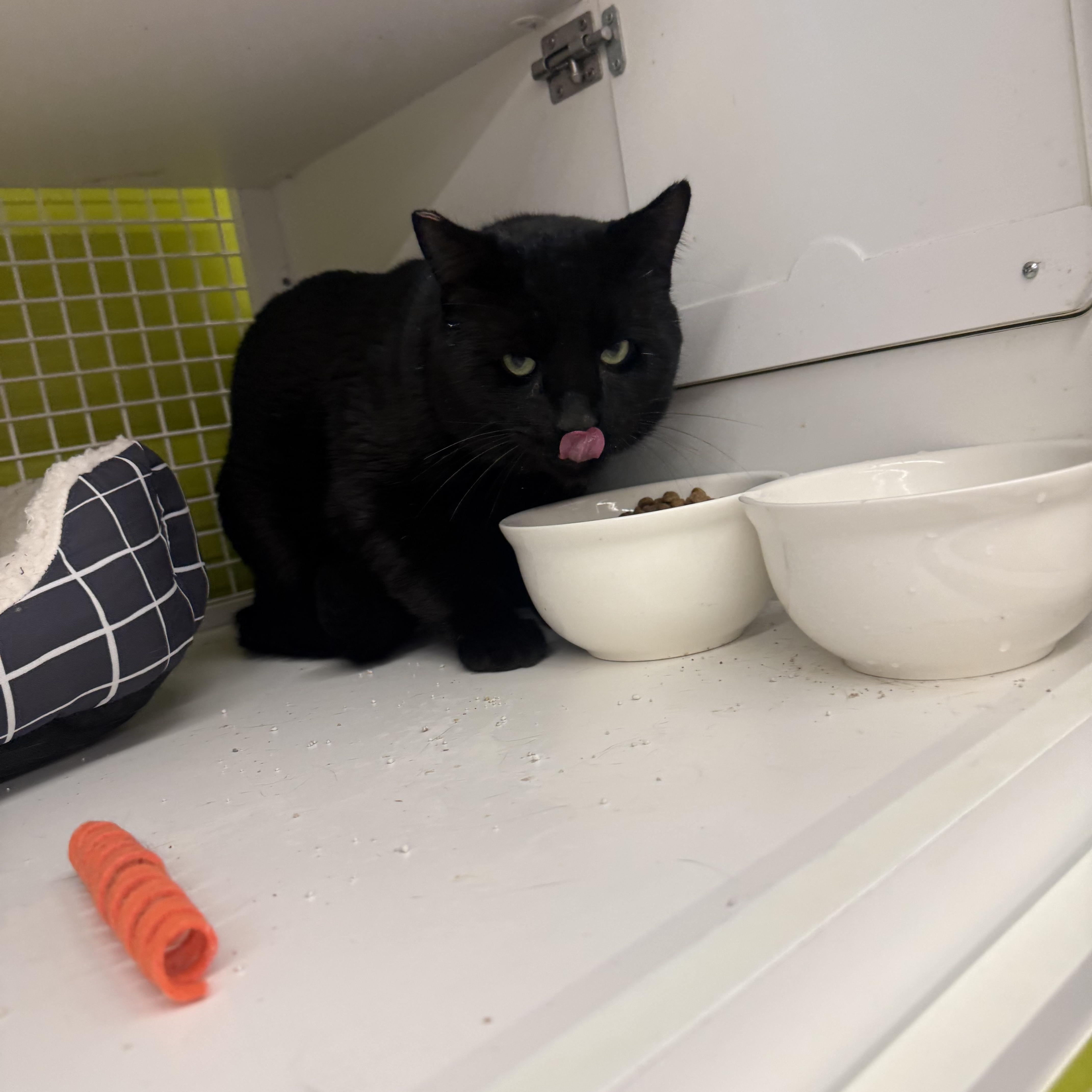 Pickle Pepper, ADOPTABLE, Adult Male Burmese.