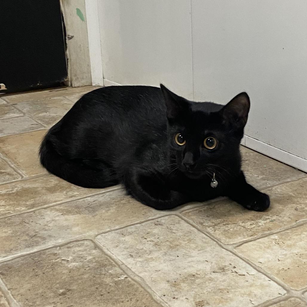 Tigey, Adoptable, Kitten Male Domestic Short Hair.