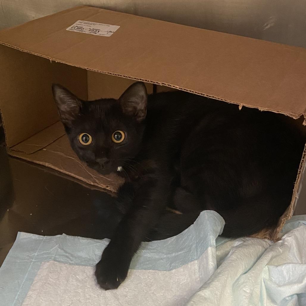 Enlarge Tigey, a Adoptable Domestic Short Hair in Monroe, LA image 2/2