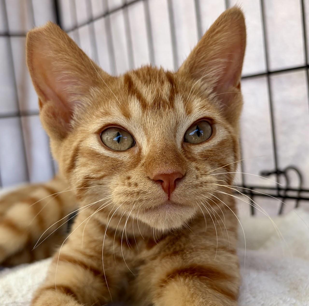 Miley Cyrus, Adoptable, Young Female Tabby.