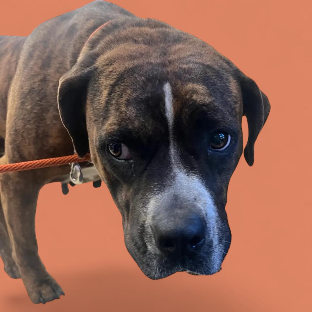 Enlarge Bren Bren, a Adoptable Pit Bull Terrier in Lake Panasoffkee, FL image 1/4