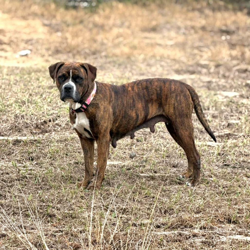 Enlarge Bren Bren, a Adoptable Pit Bull Terrier in Lake Panasoffkee, FL image 2/4